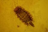 mm Fossil Millipede (Polyxenidae) In Baltic Amber #123399-1